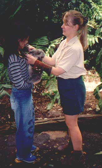 Holding a Koala